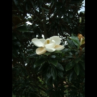 https://branjofarms.com/files/gimgs/th-6_6_magnolia.jpg